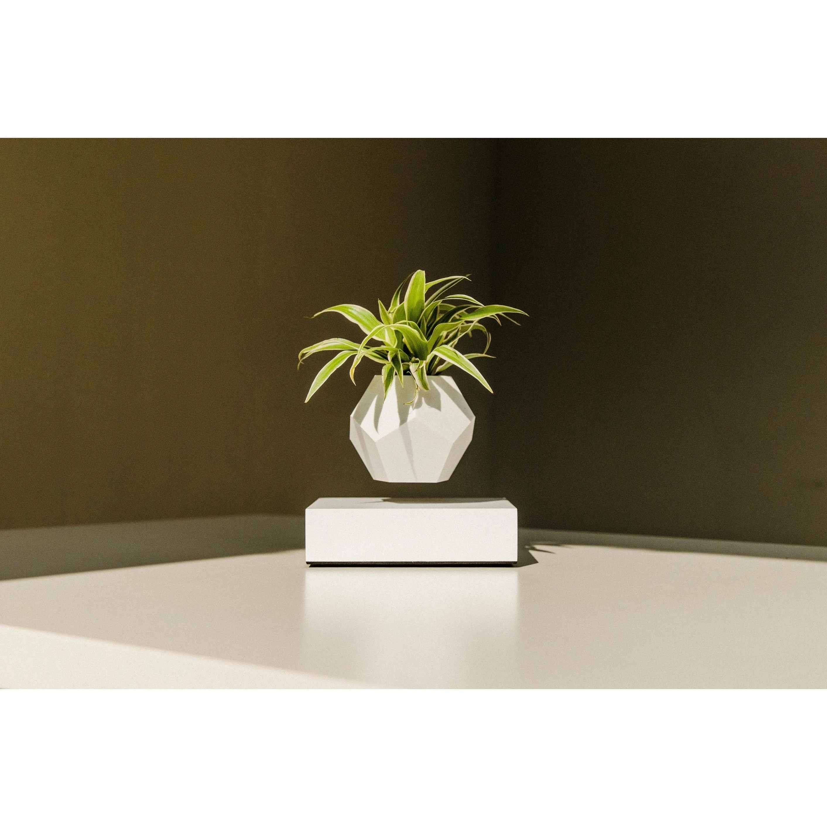 Flyte Lyfe Plant, White