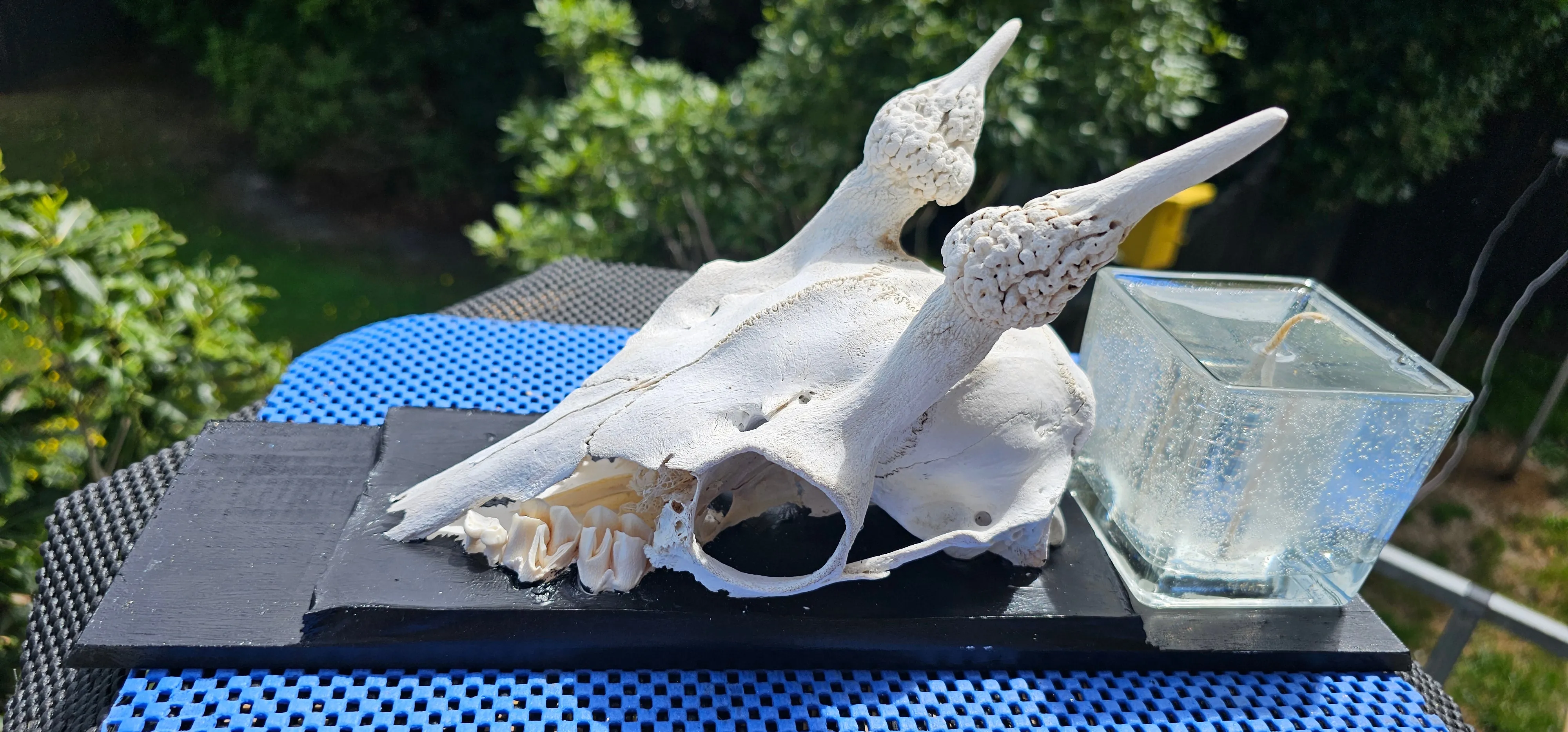 GOAT SKULL CANDLE OR WALL ART