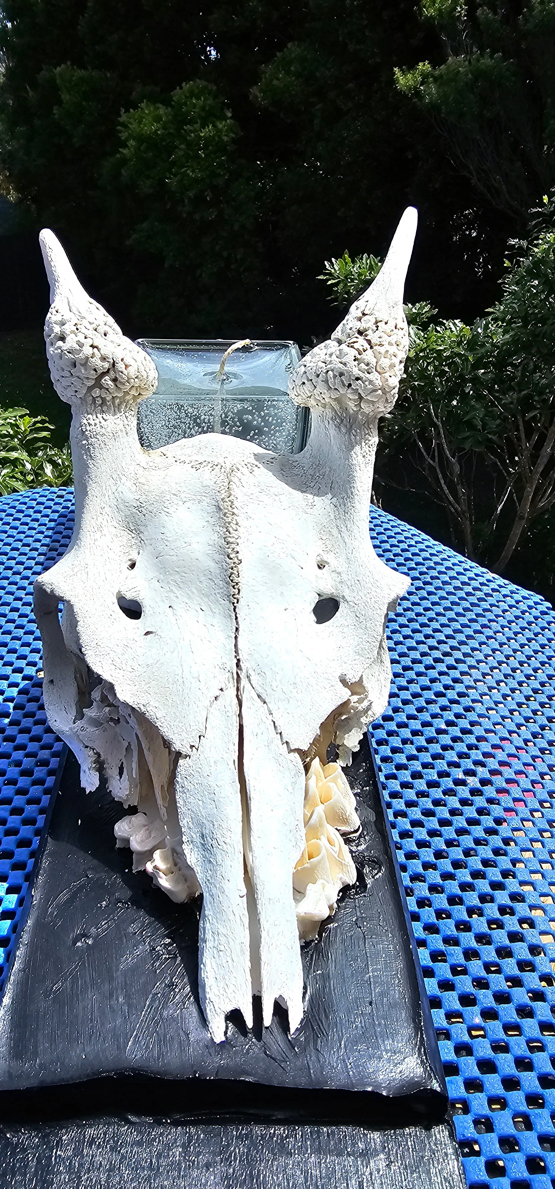 GOAT SKULL CANDLE OR WALL ART